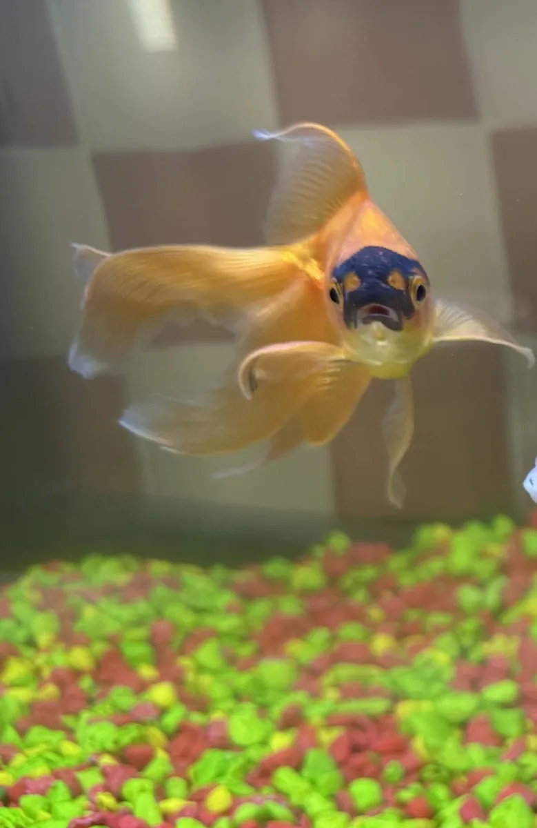 Fish Tank - Oranda Fish & accessories - Image 1