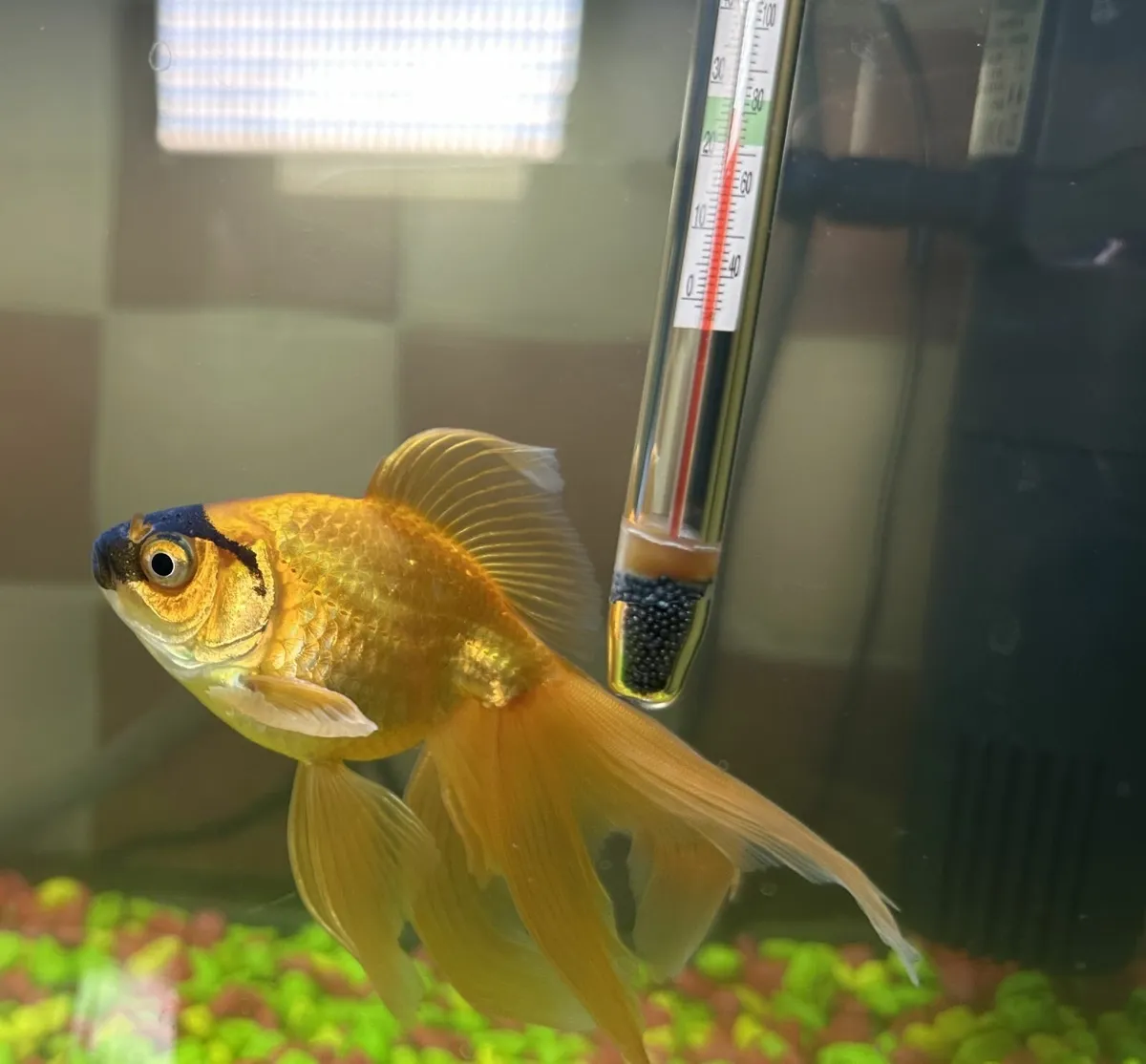 Fish Tank - Oranda Fish & accessories - Image 2