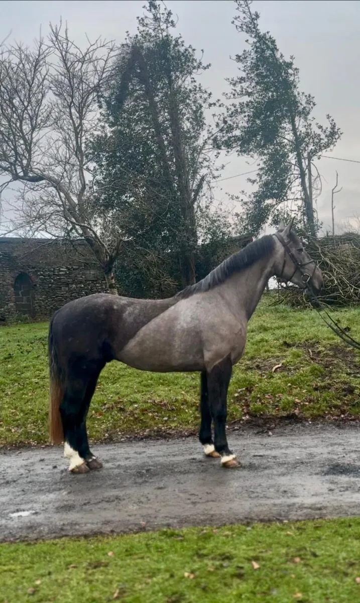 Quality 5yo Irish Draught gelding - Image 2