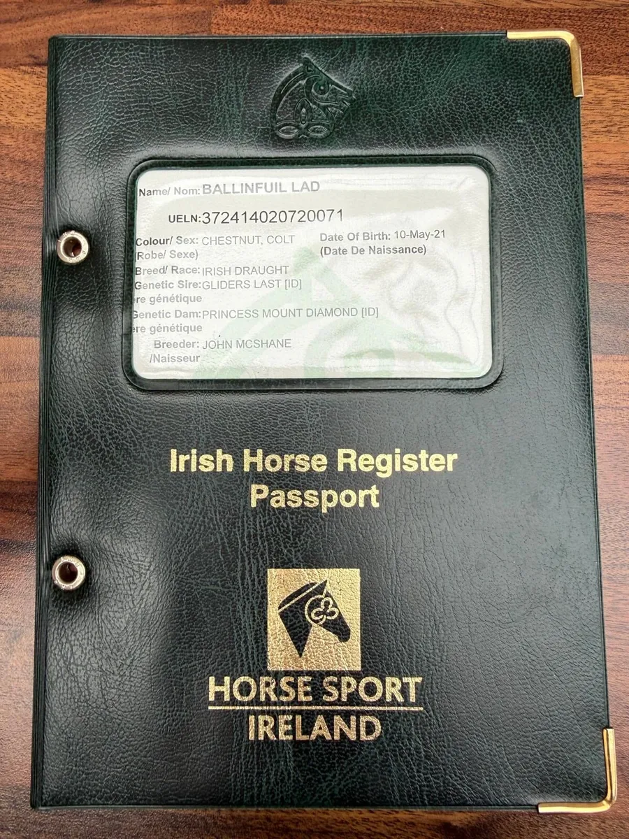 Quality 5yo Irish Draught gelding - Image 4