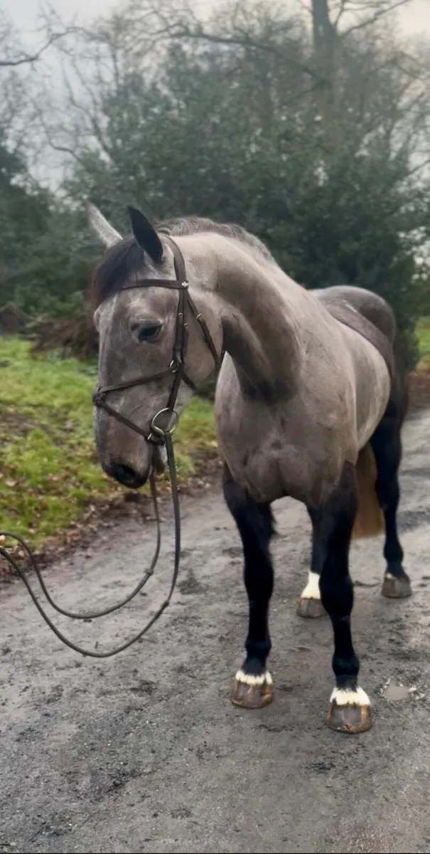 Quality 5yo Irish Draught gelding - Image 3