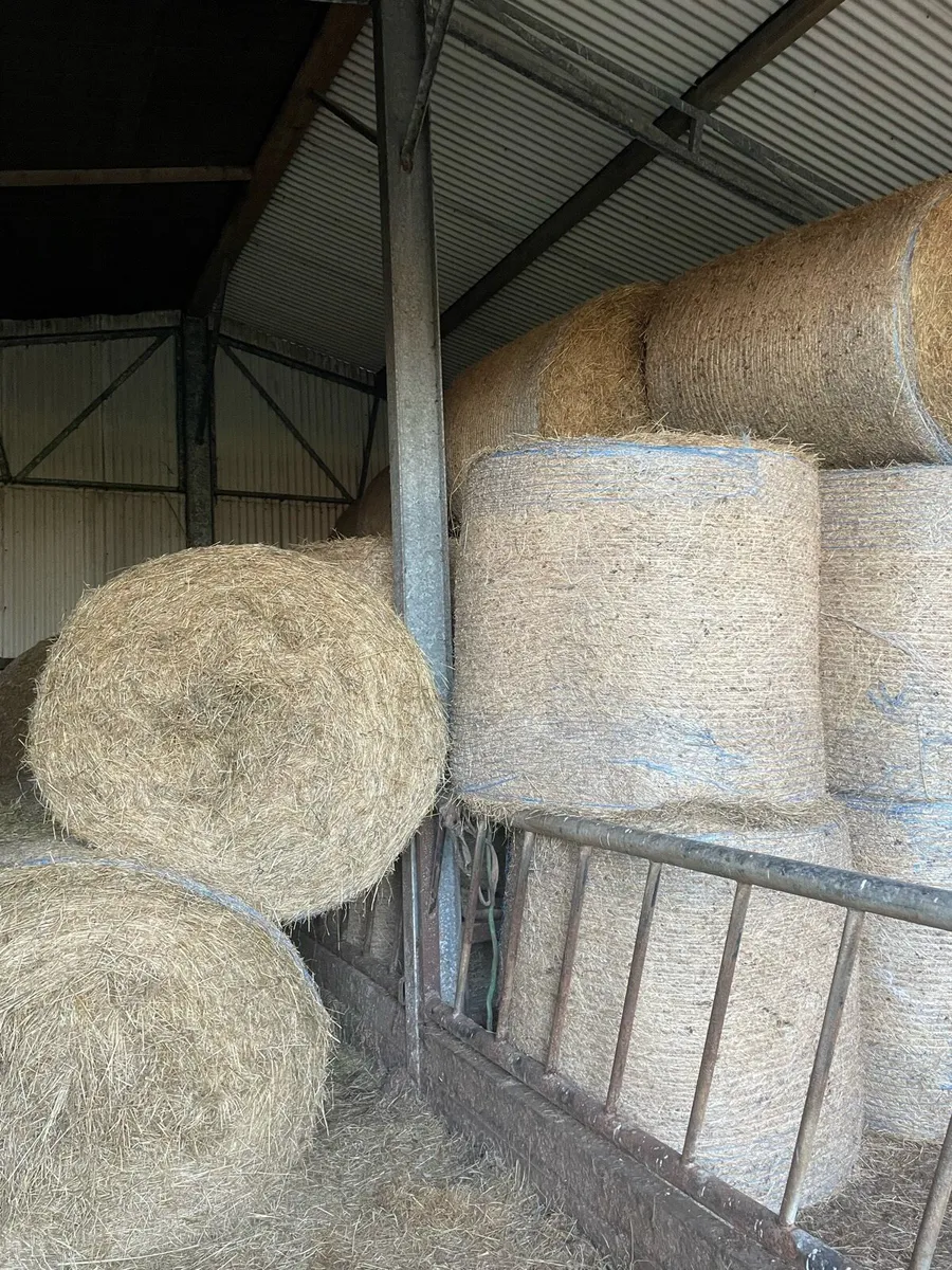 HAY - Image 1