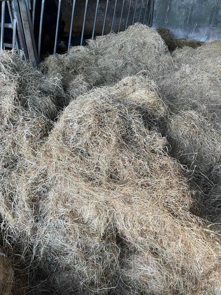 HAY - Image 2