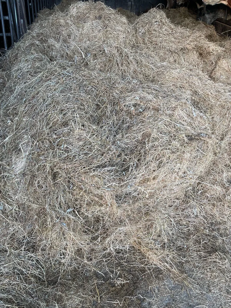 HAY - Image 3