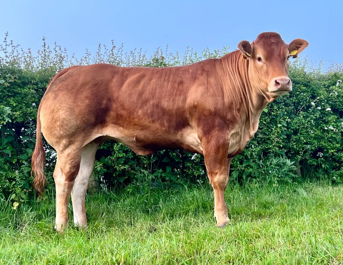 Quality Limousin bull - Image 2
