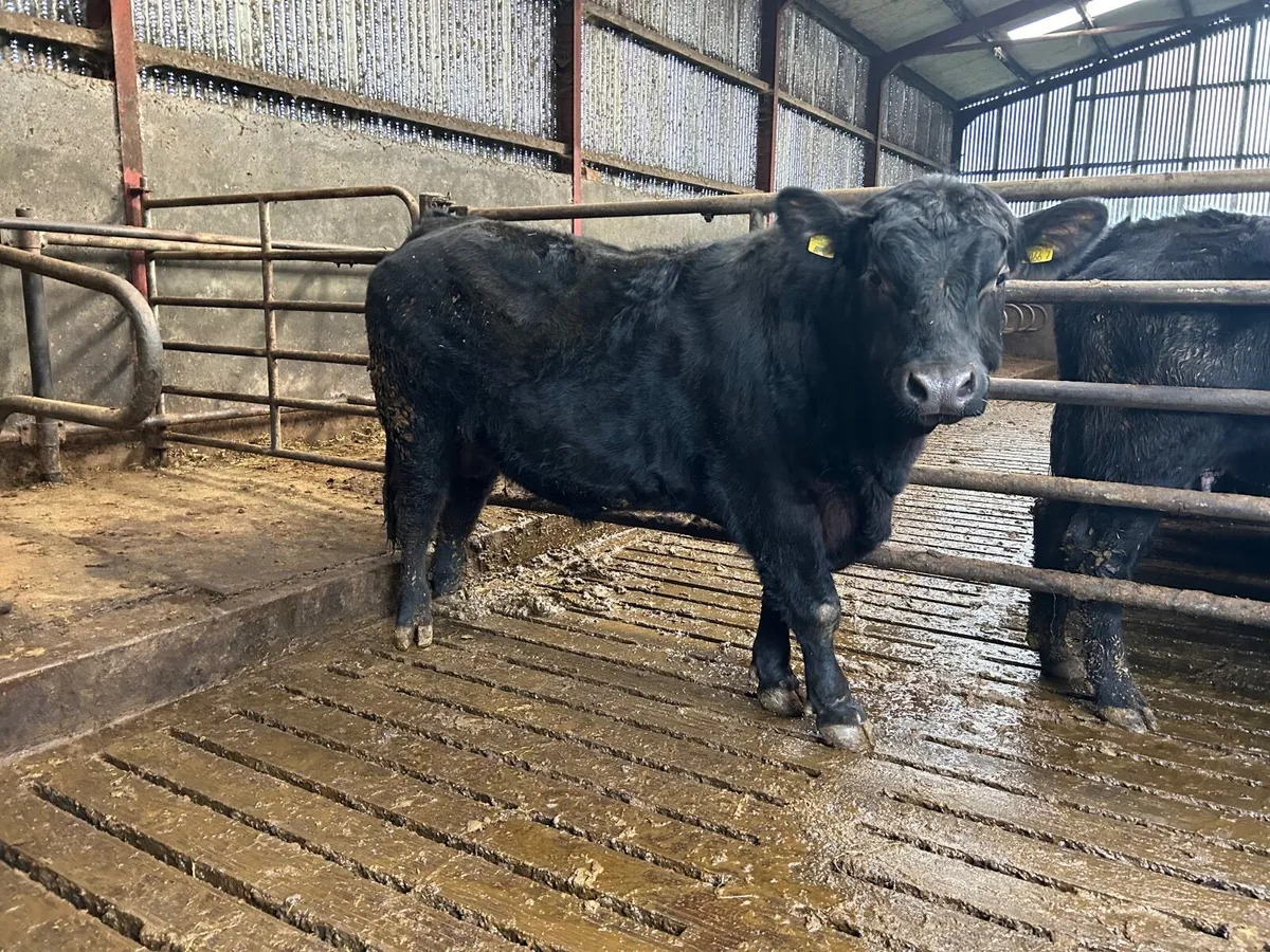 Aberdeen Angus Bull - Image 3