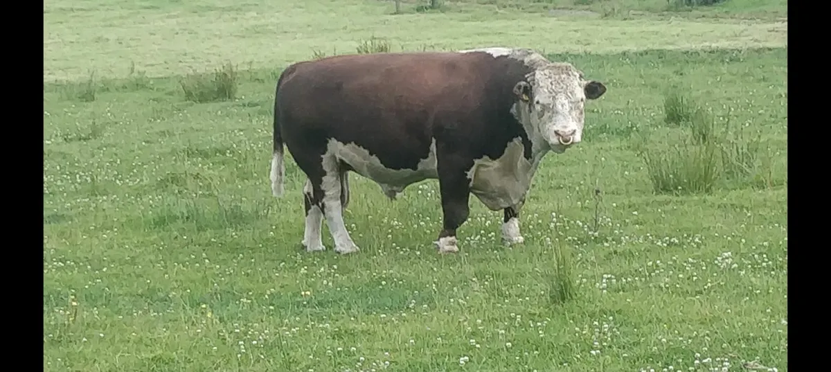 Liquid nitrogen ammonuim sulphate fertilizer - Image 4