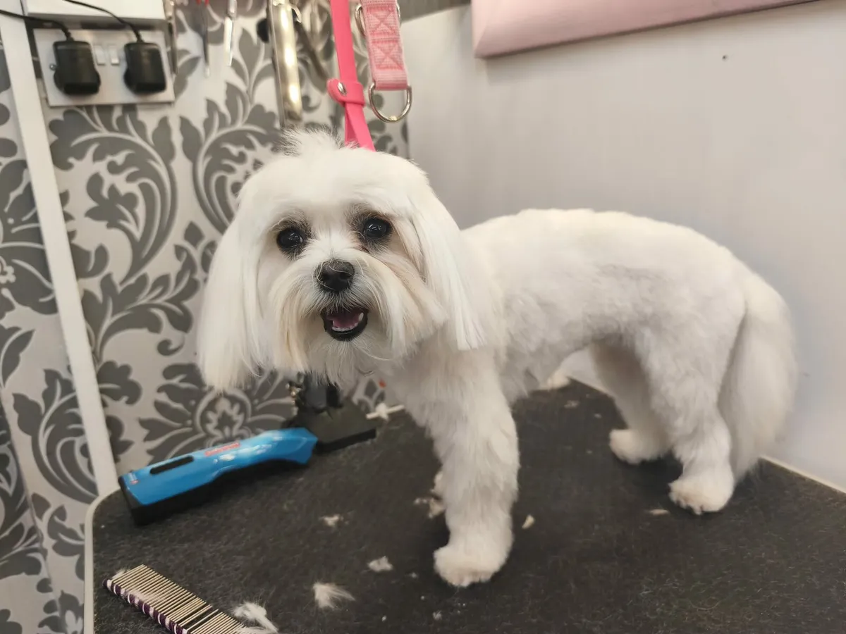 Dog Grooming Available - Image 2