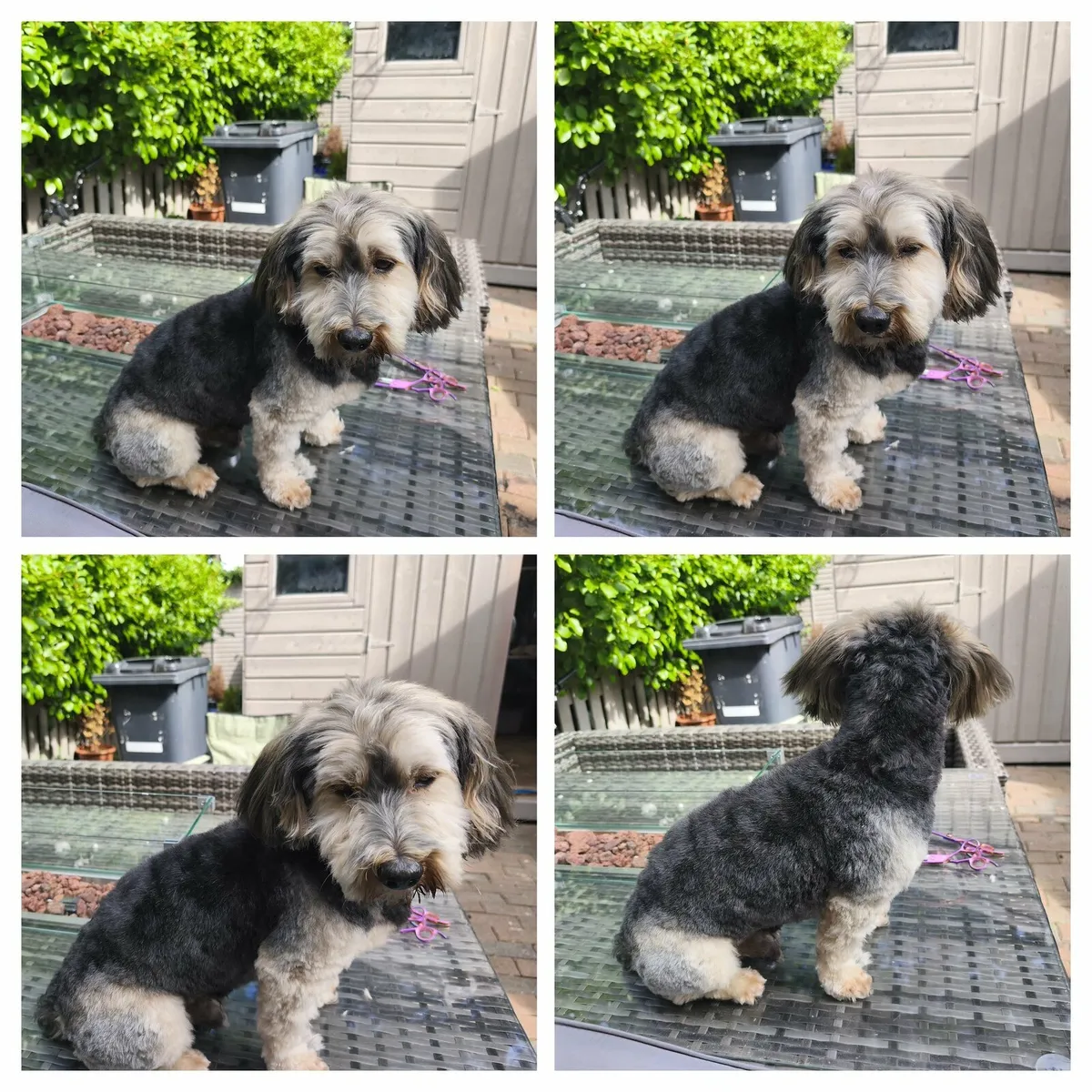 Dog Grooming Available - Image 1