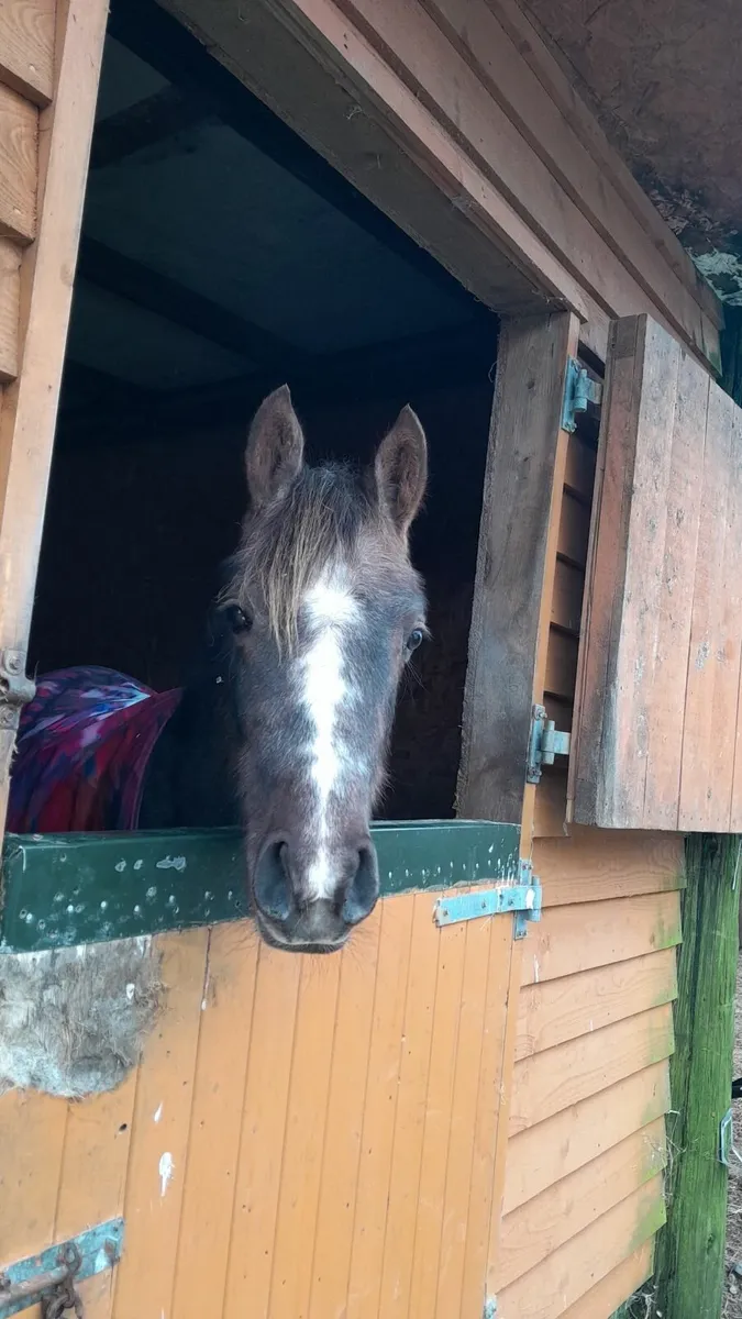 Top potential 2 year old - Image 3