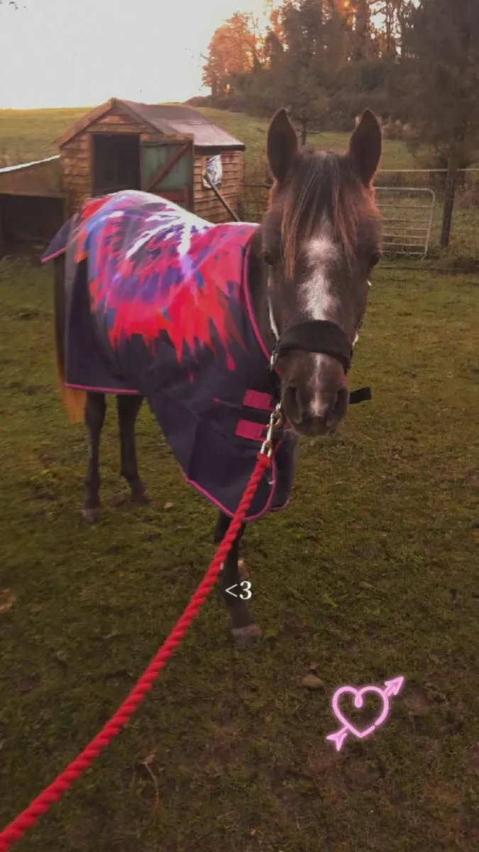 Top potential 2 year old - Image 4