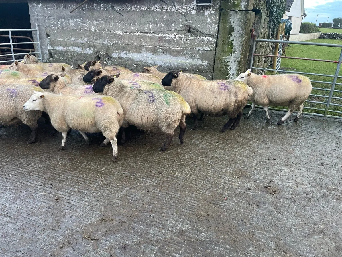 Ewes scanned in lamb with Triplets - Image 2