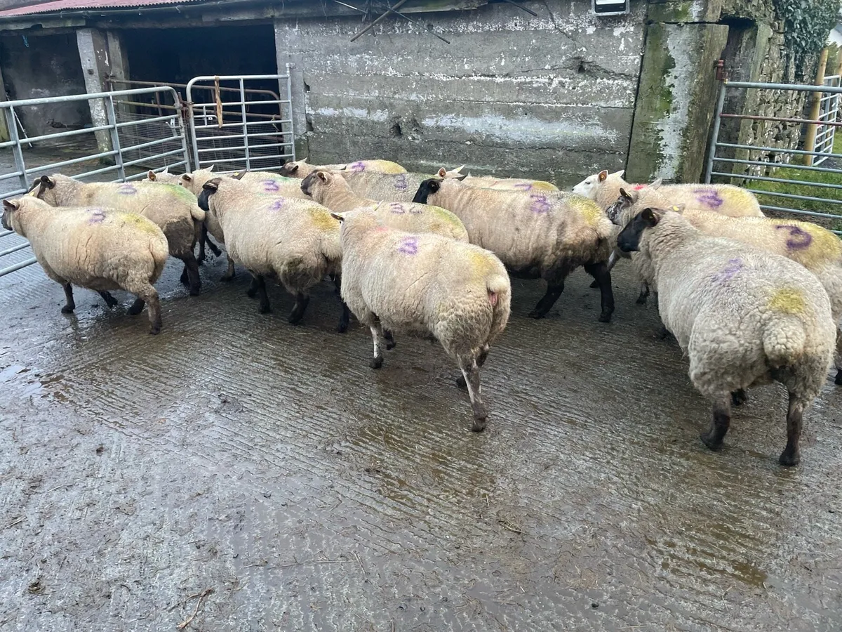 Ewes scanned in lamb with Triplets - Image 3