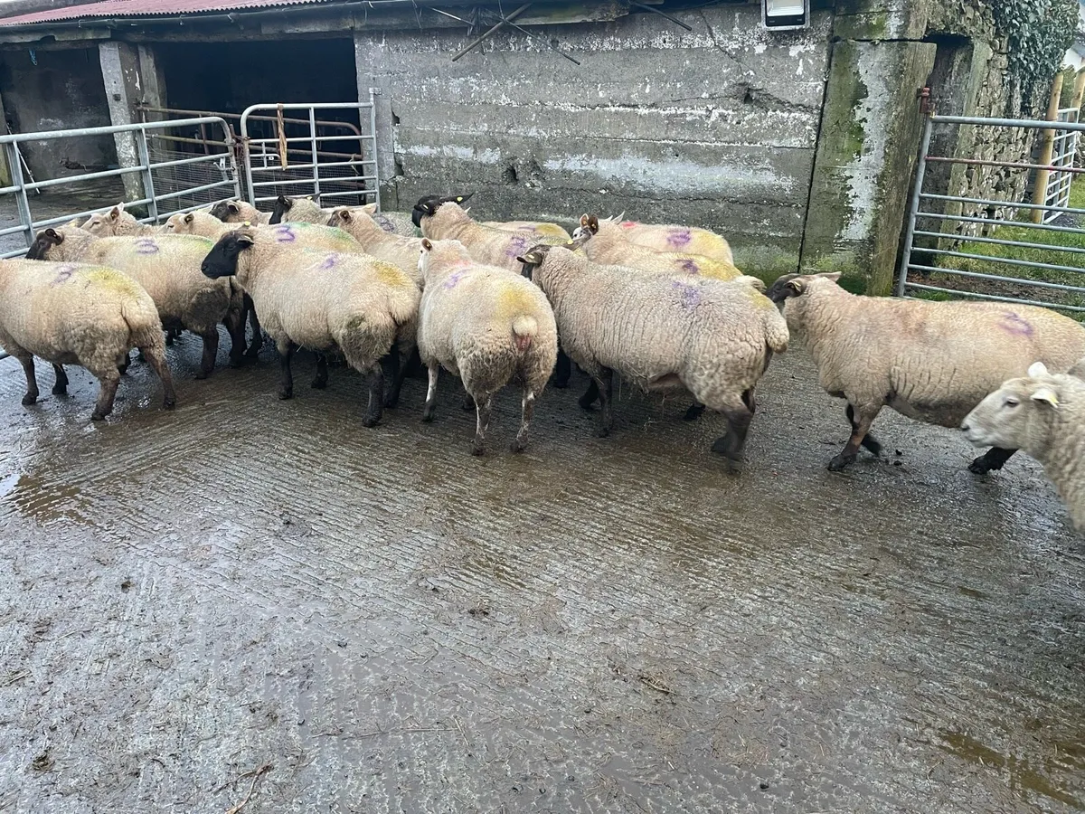 Ewes scanned in lamb with Triplets - Image 4