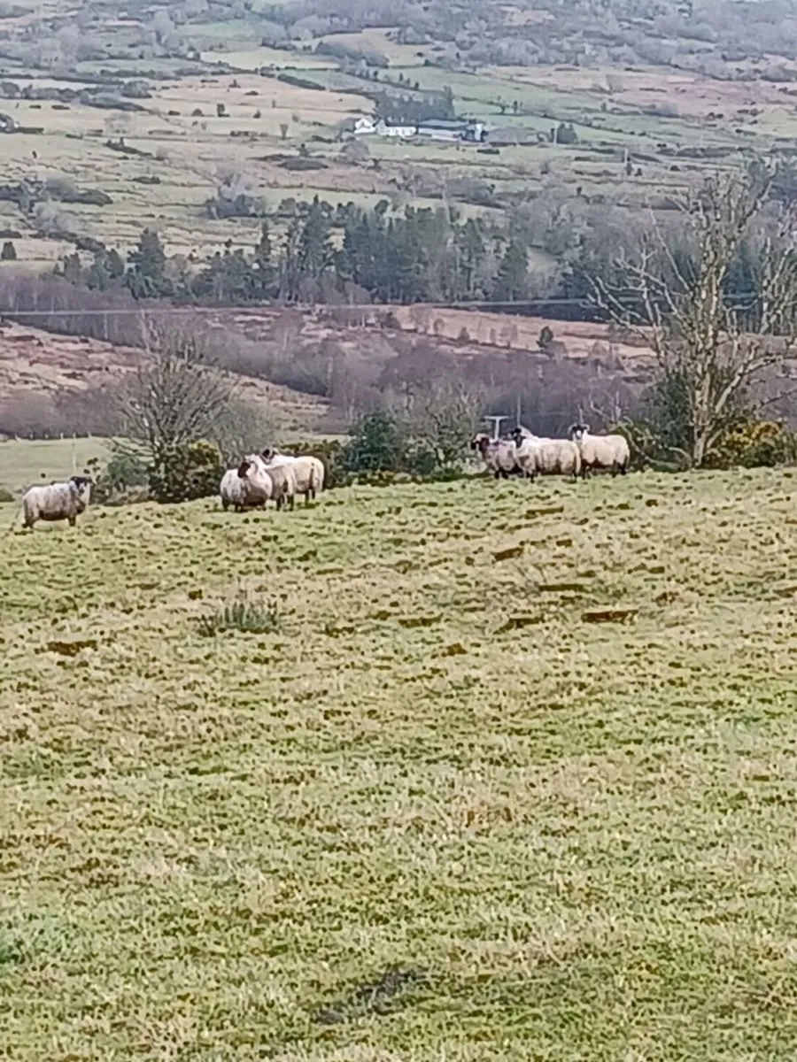 25 lanark cross perth hoggets - Image 2