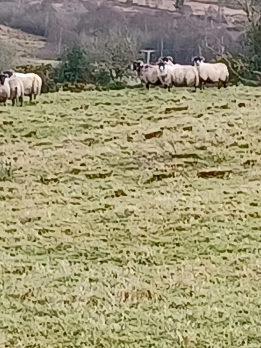 25 lanark cross perth hoggets - Image 3