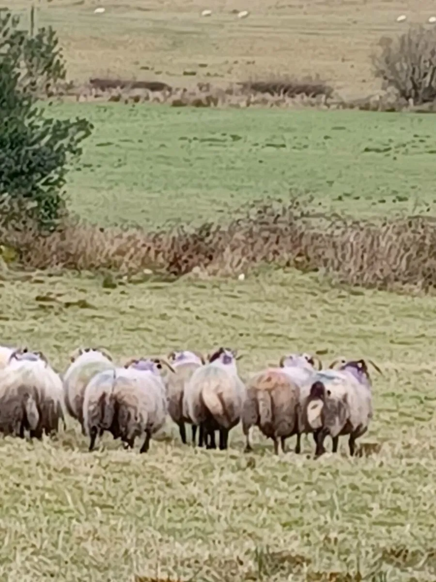 25 lanark cross perth hoggets - Image 1
