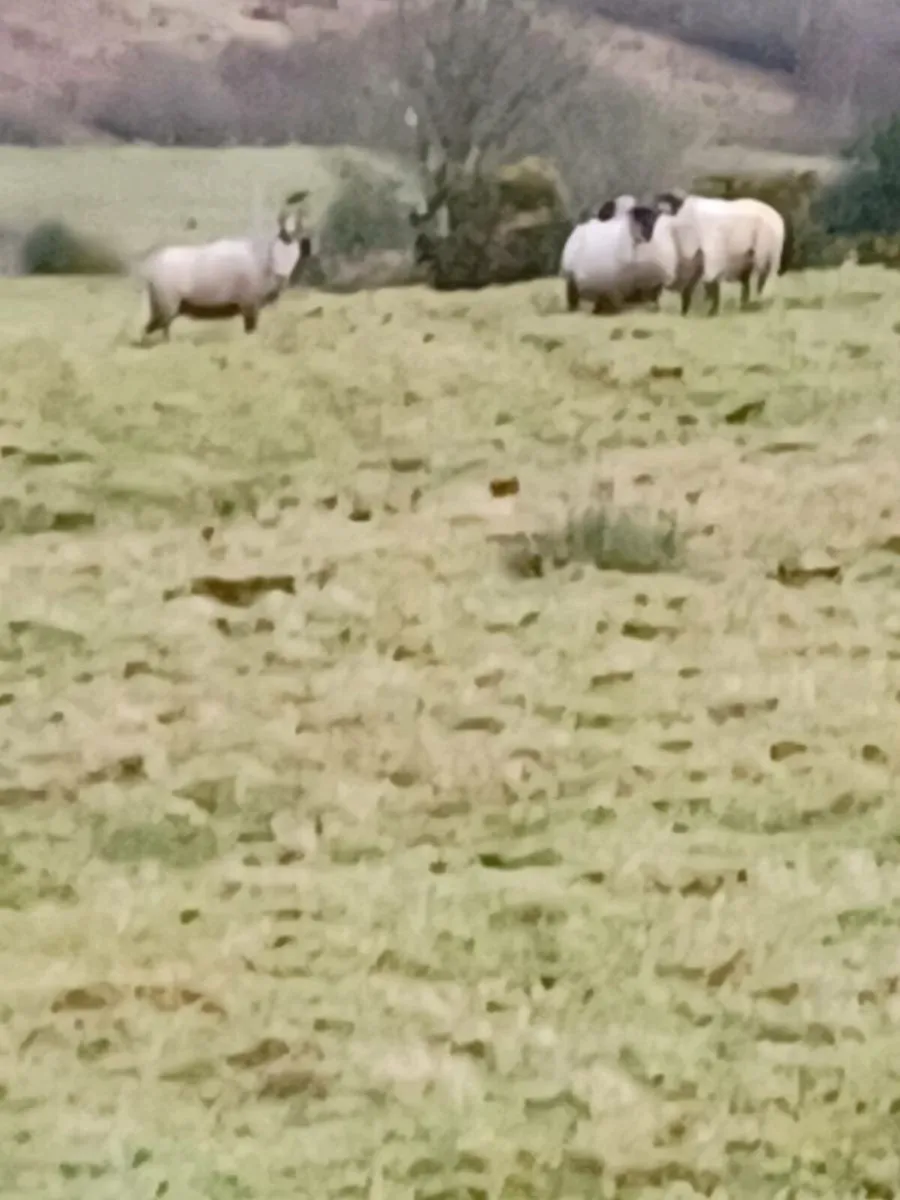 25 lanark cross perth hoggets - Image 4