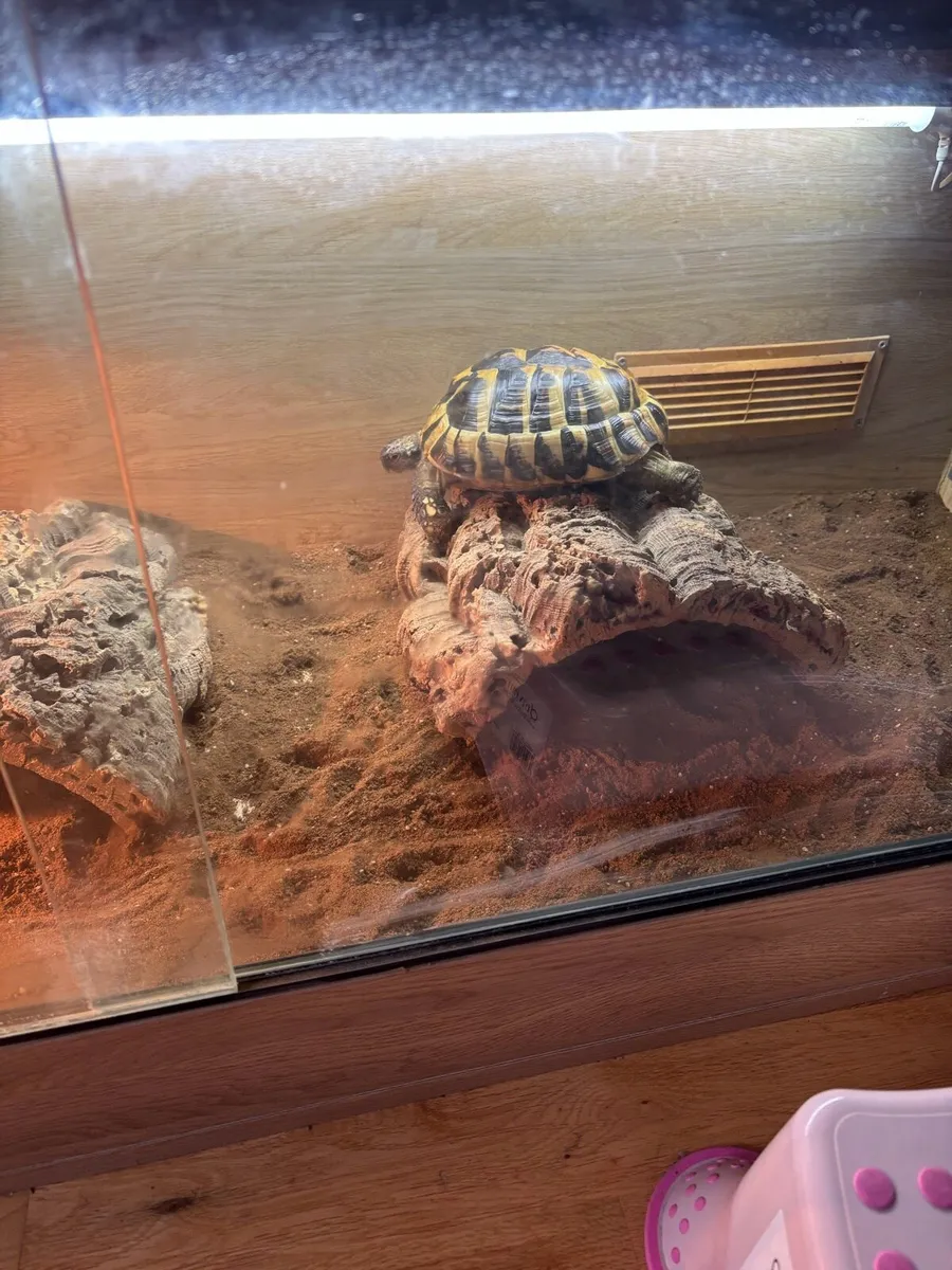 Tortoise Hermann - Image 1
