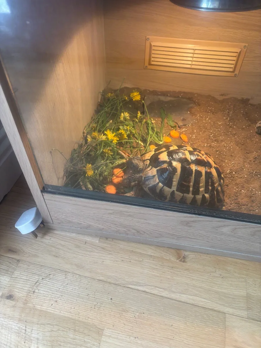 Tortoise Hermann - Image 2