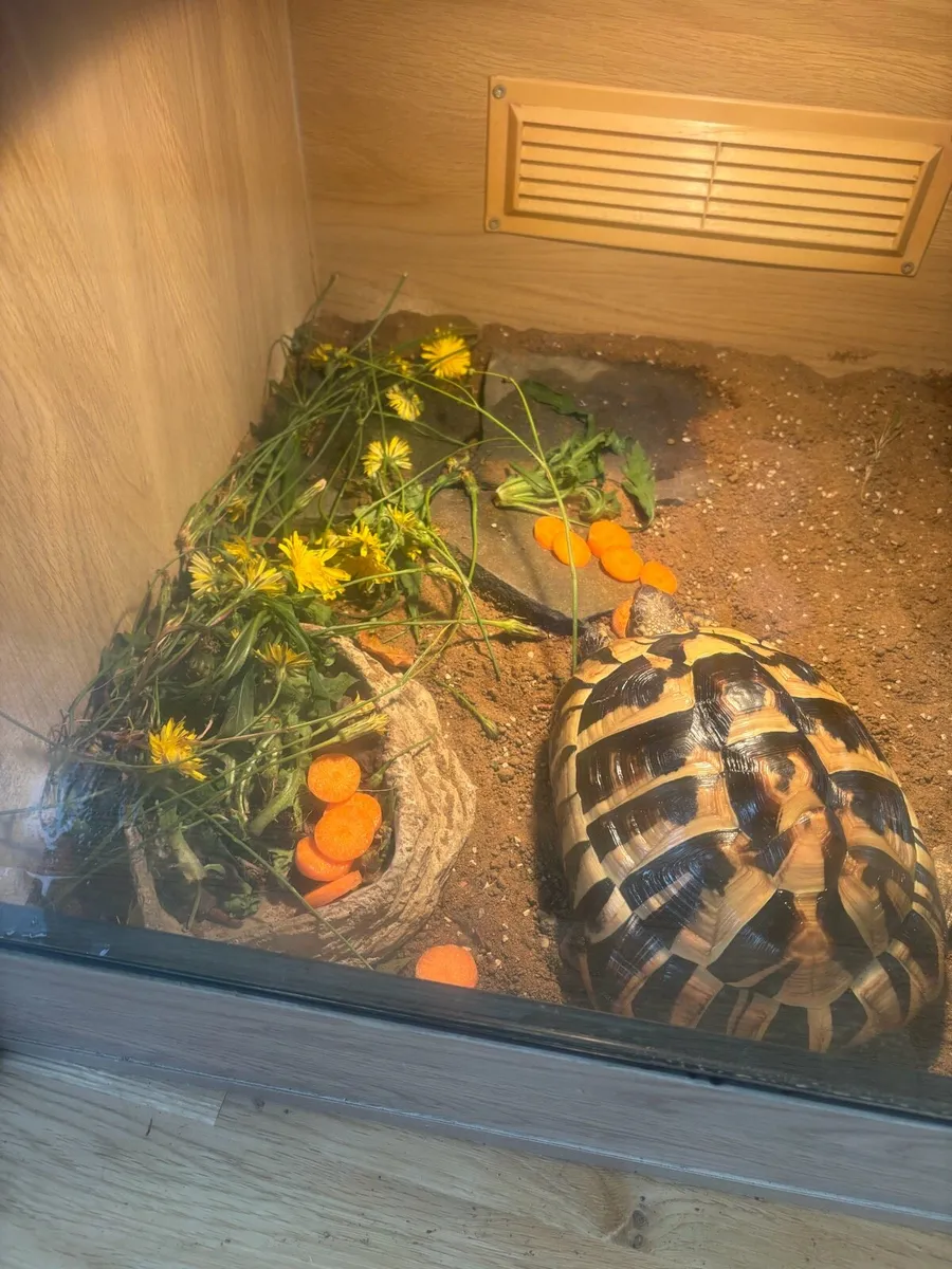 Tortoise Hermann - Image 3