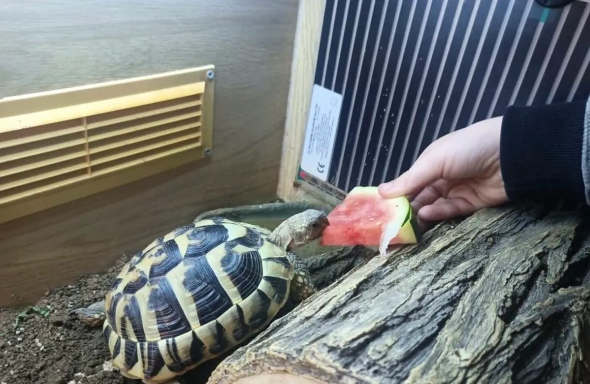 Tortoise Hermann - Image 4