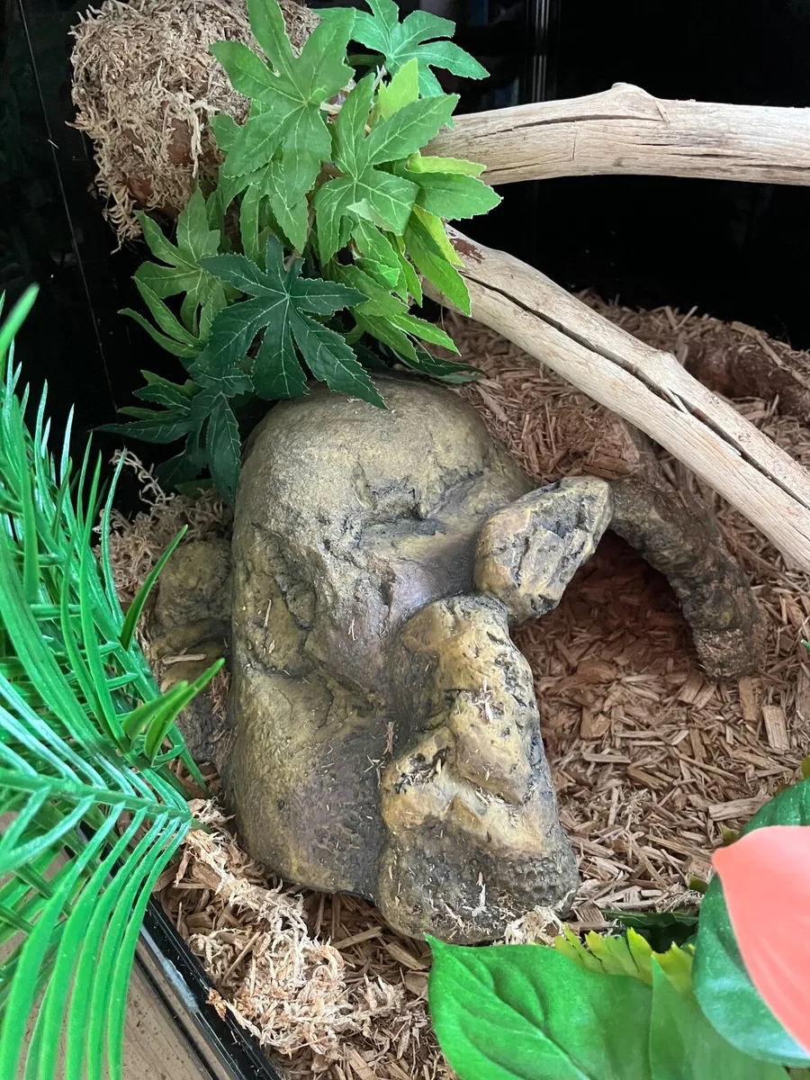 Vivarium reptile tank - Image 4