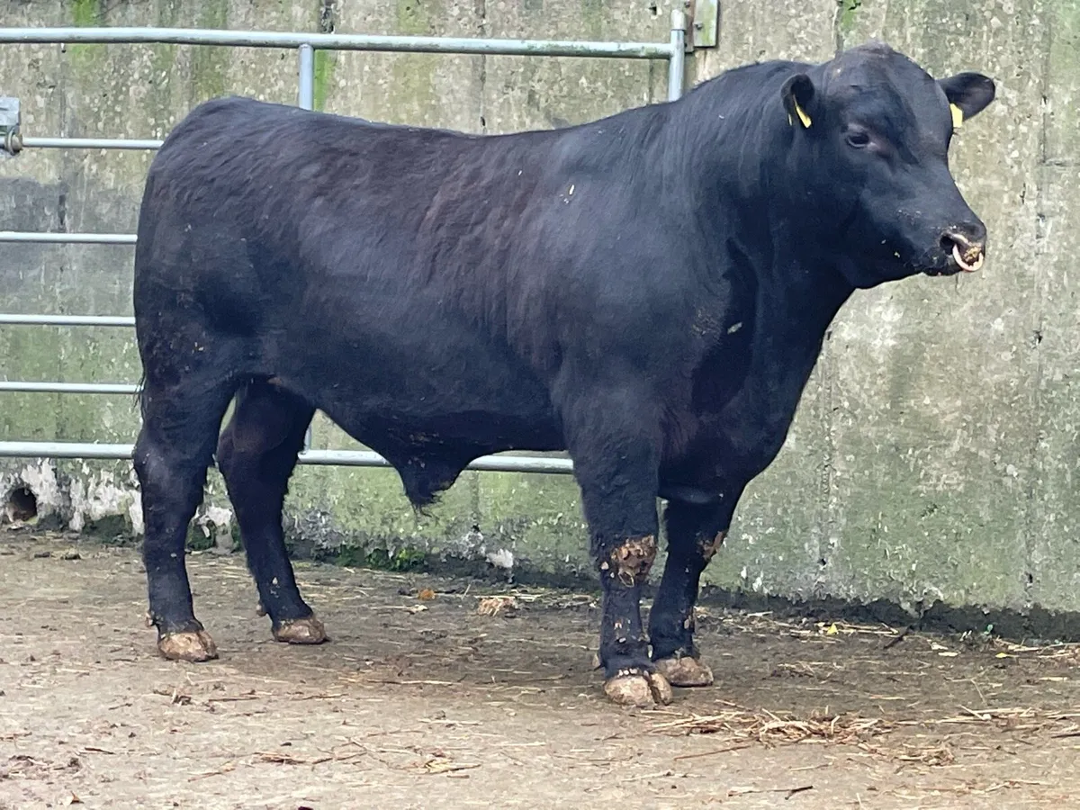 Angus & Hereford Pedigree Breeding Bulls - Image 3