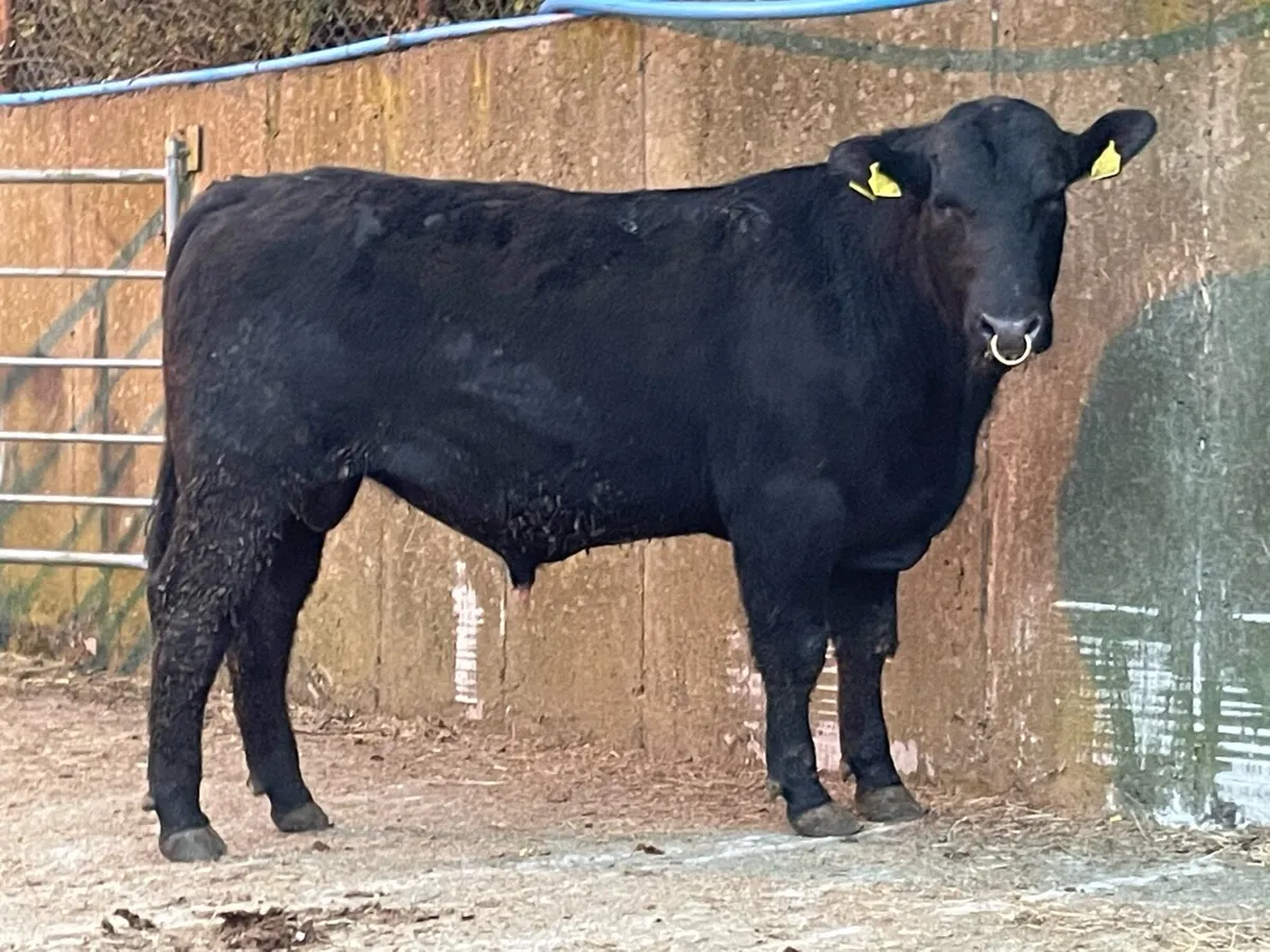 Angus & Hereford Pedigree Breeding Bulls - Image 4