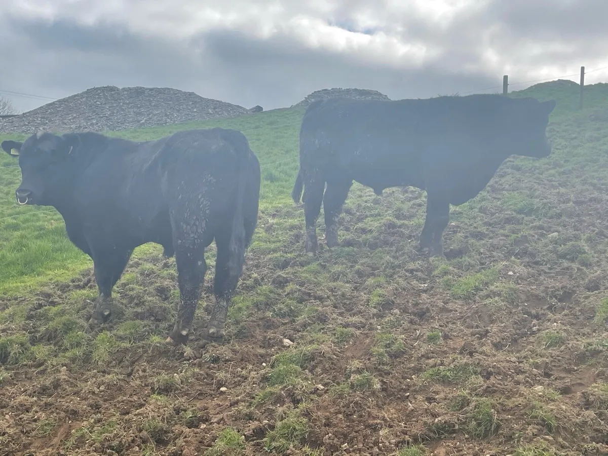 Angus & Hereford Pedigree Breeding Bulls - Image 2