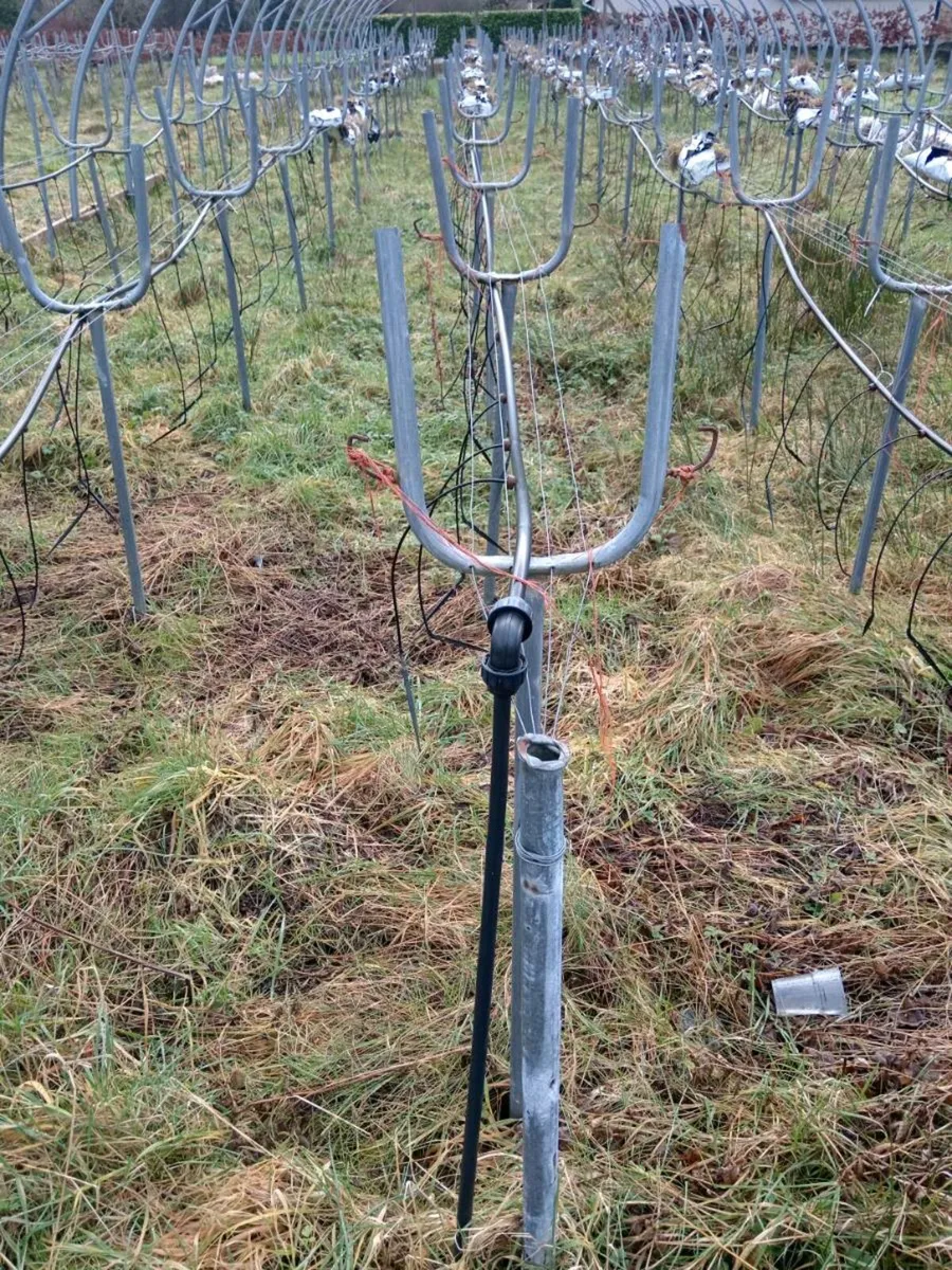 Polytunnell and full feeding system - Image 2