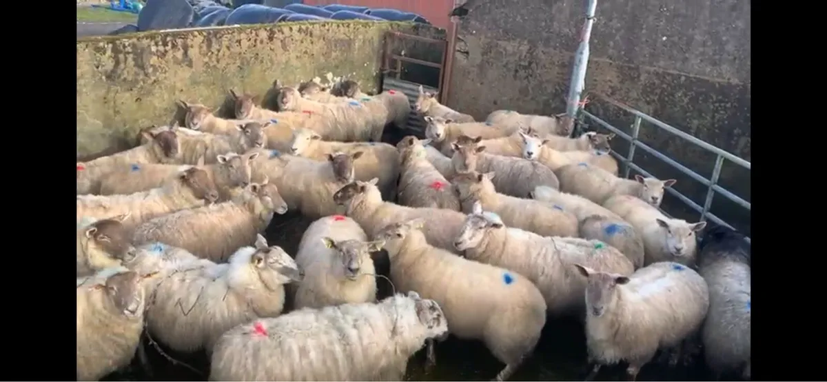 39 Charolais hoggets - Image 1