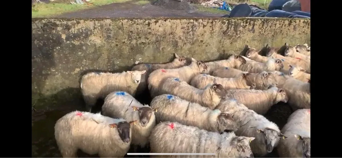 39 Charolais hoggets - Image 2