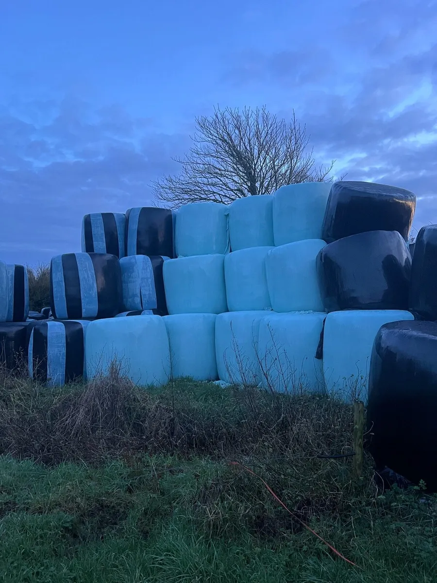 Silage bales reseeded grass - Image 1
