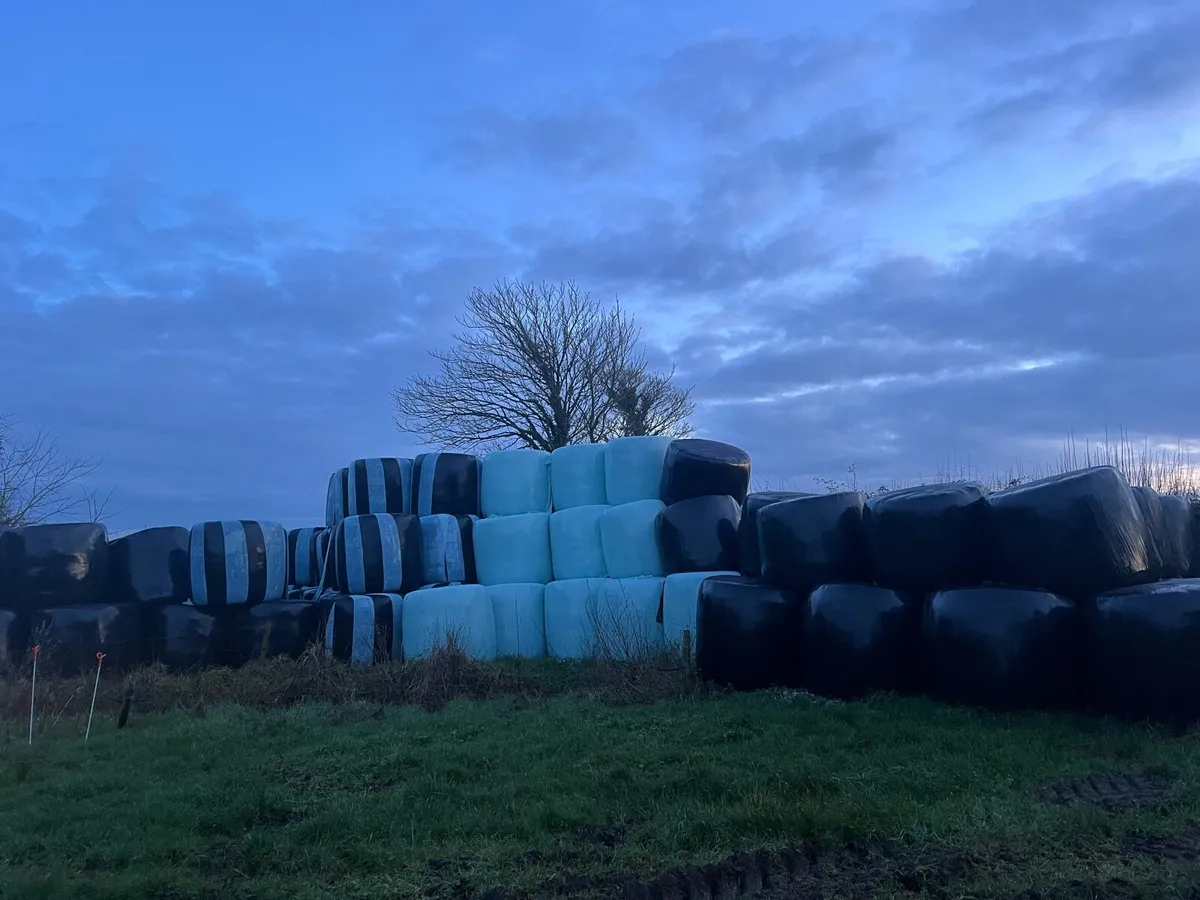 Silage bales reseeded grass - Image 2