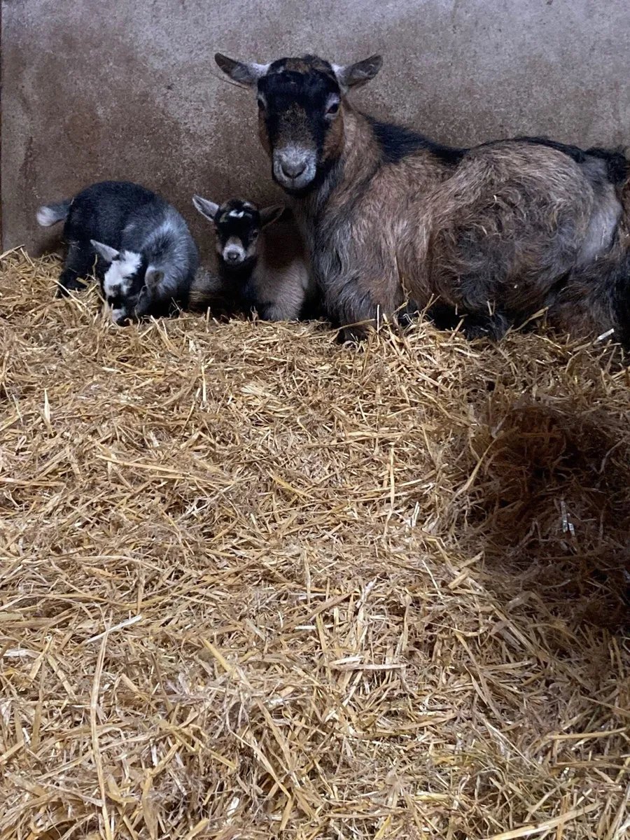 Female Pygmy and kids
