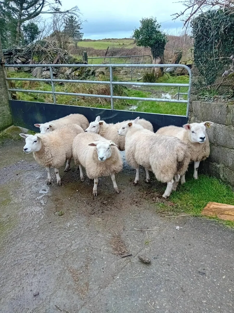 PR Texel Ewe lambs - Image 2