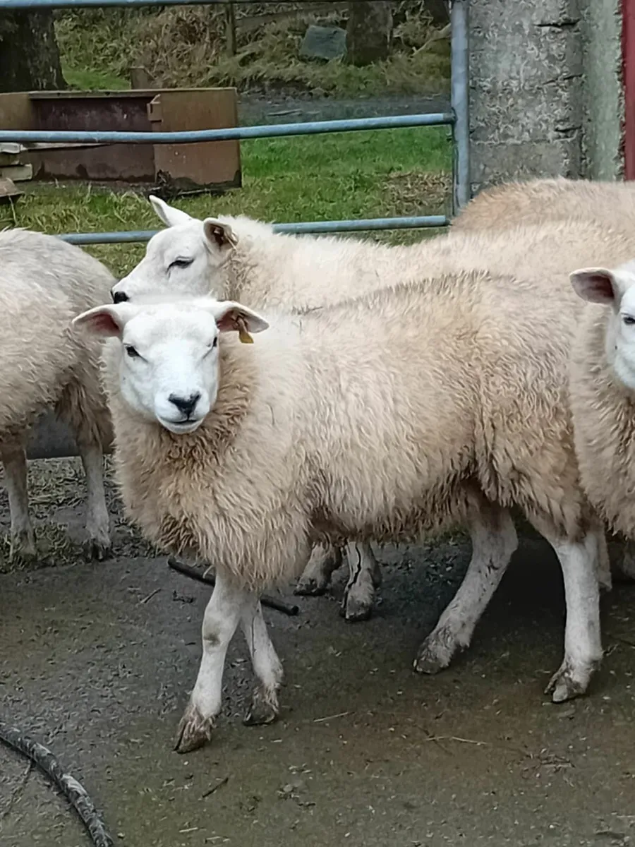 PR Texel Ewe lambs - Image 1