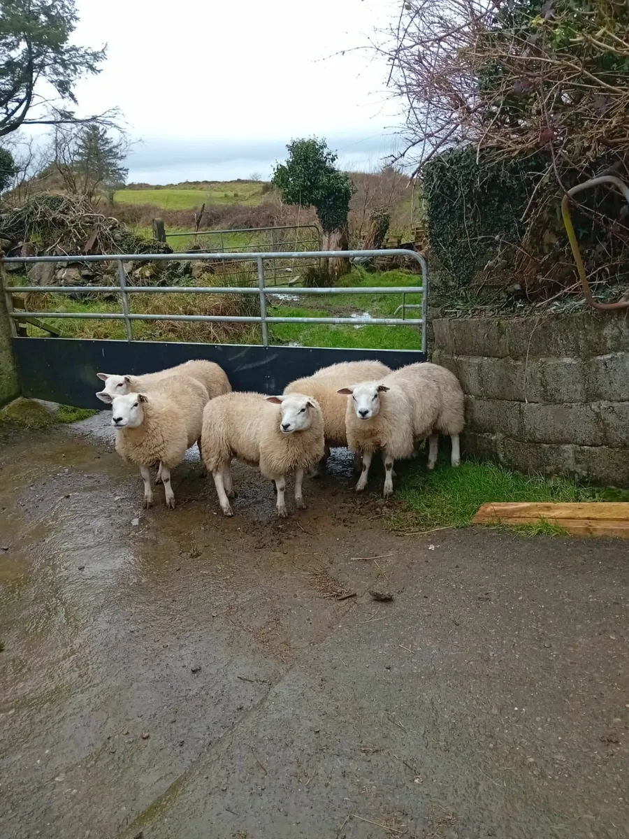PR Texel Ewe lambs - Image 3