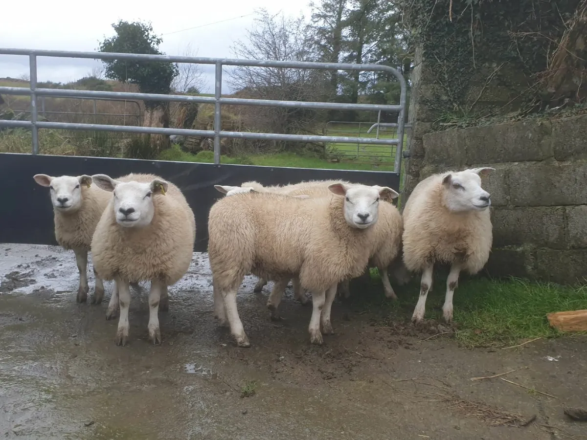 PR Texel Ewe lambs - Image 4