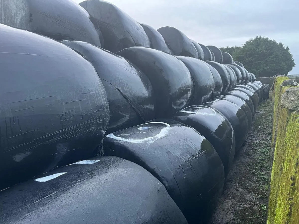 First cut silage bales - Image 1