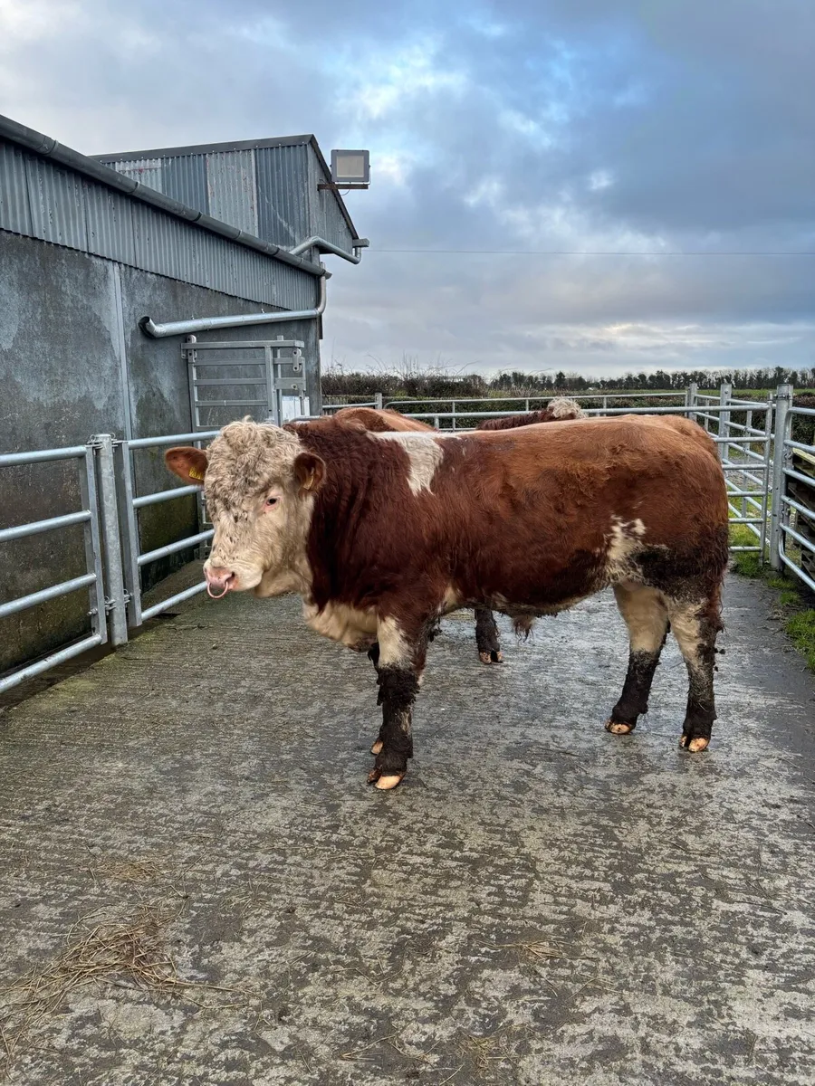 Pedigree Simmental Bulls - Image 1