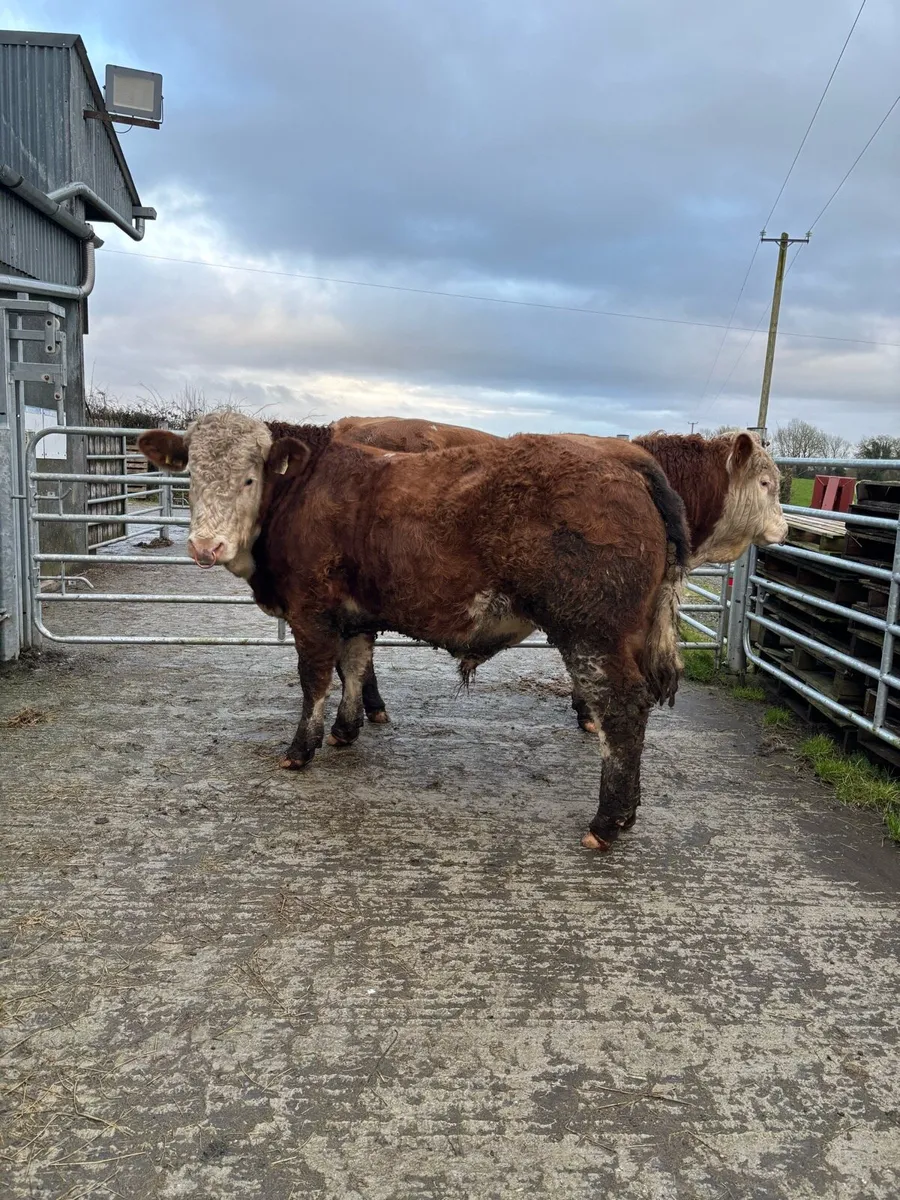 Pedigree Simmental Bulls - Image 2