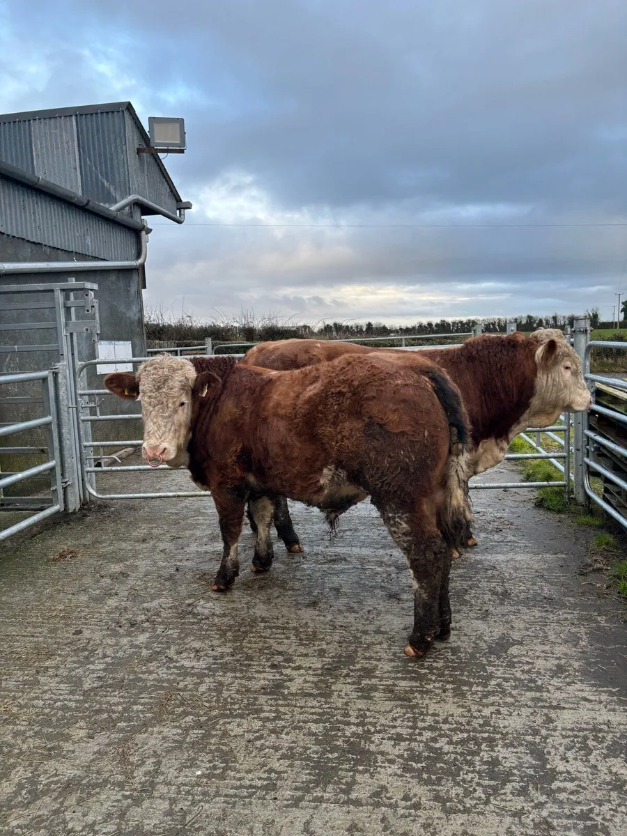Pedigree Simmental Bulls - Image 3