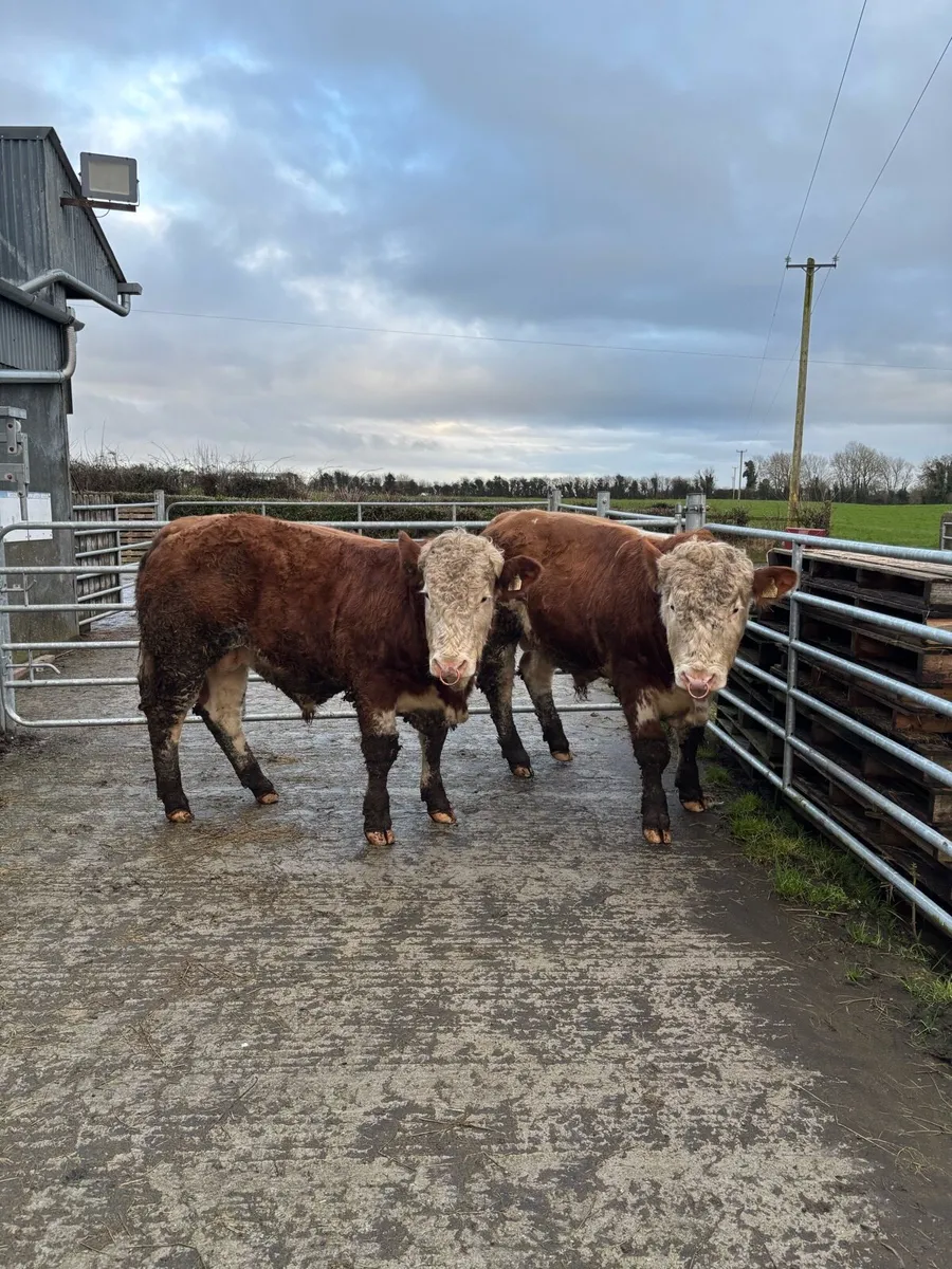 Pedigree Simmental Bulls - Image 4