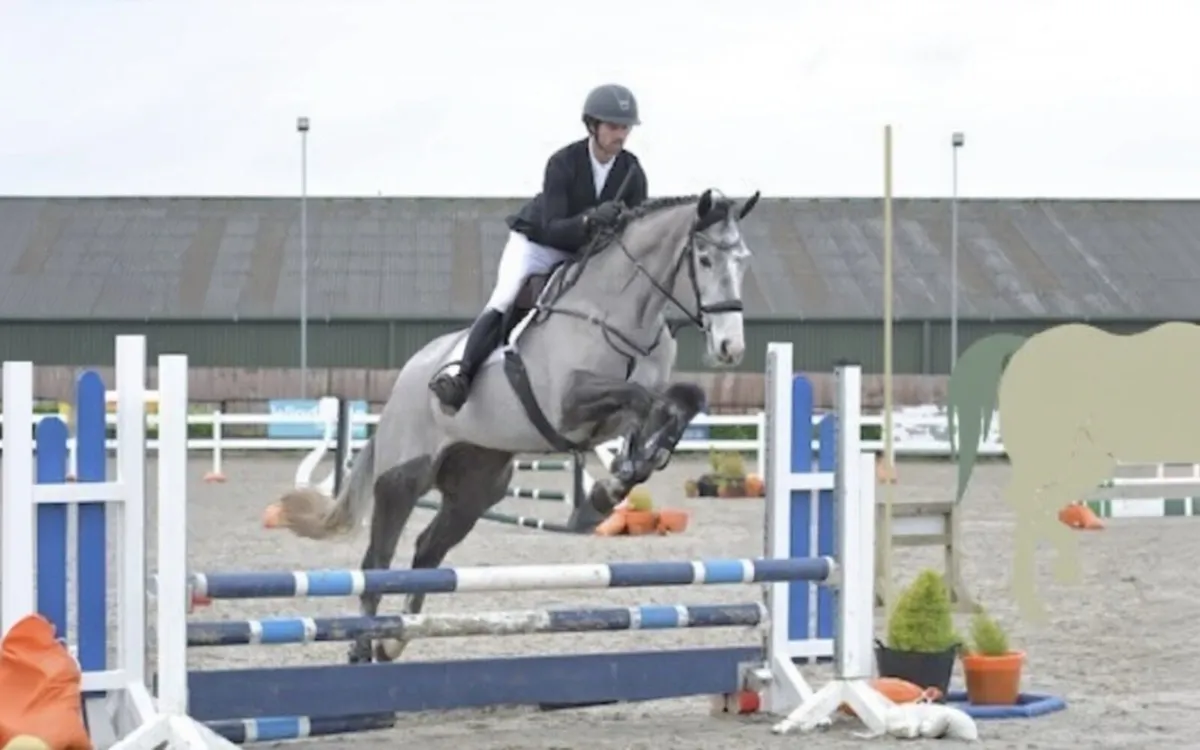 16.2h 5 yo mare TIH - Image 1