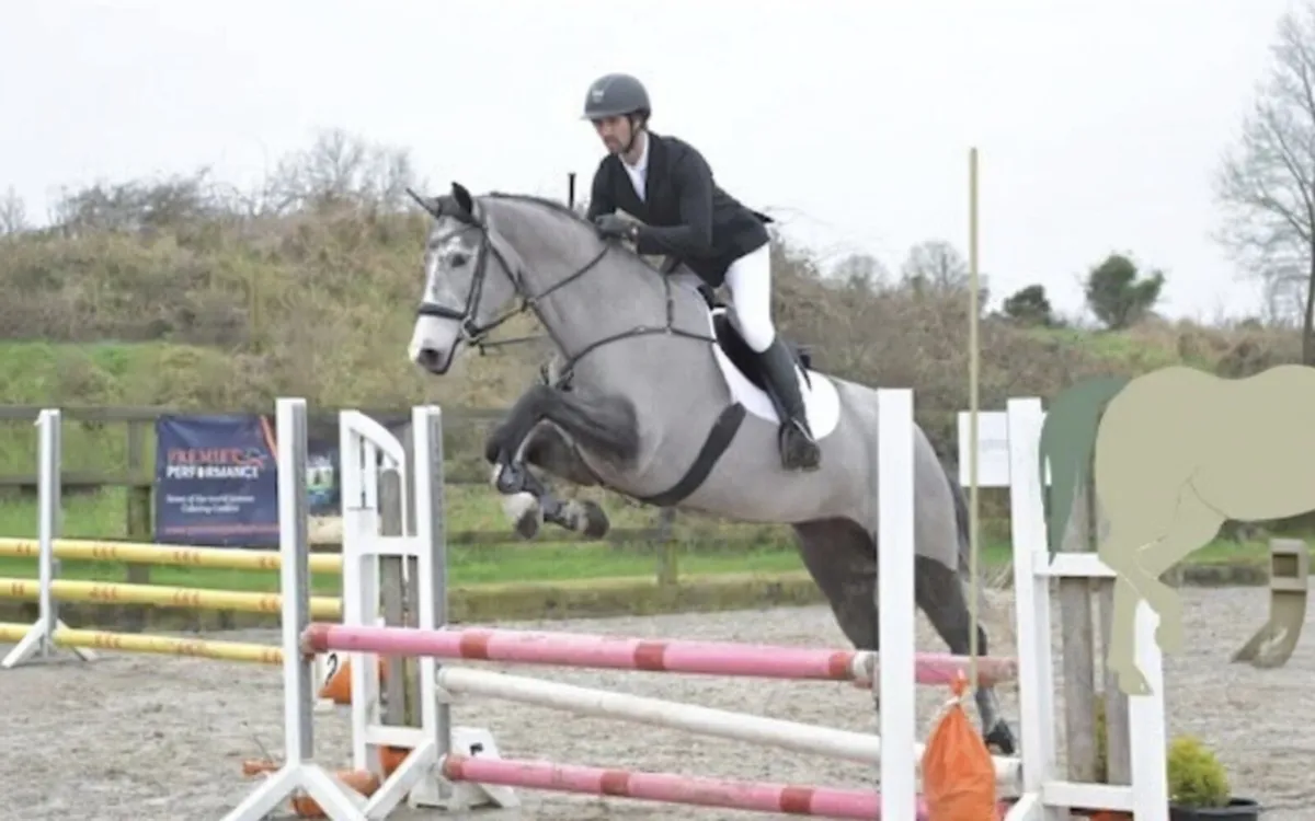 16.2h 5 yo mare TIH - Image 2