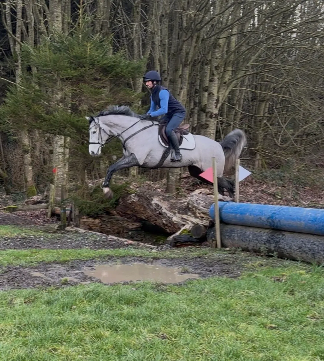 16.2h 5 yo mare TIH - Image 3