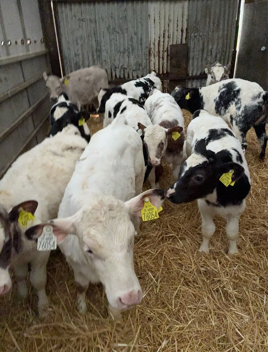 Belgium Blue & Aberdeen Angus - Image 1