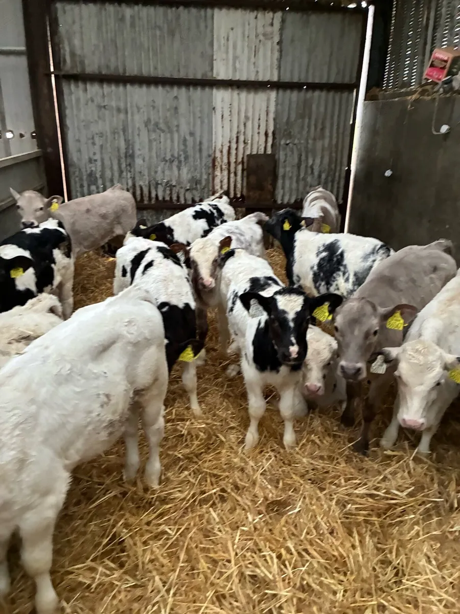 Belgium Blue & Aberdeen Angus - Image 2